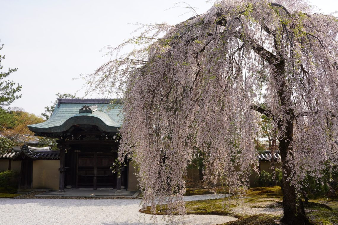 【京都必去寺廟】高台寺 + 圓德院參拜攻略 184 高台寺