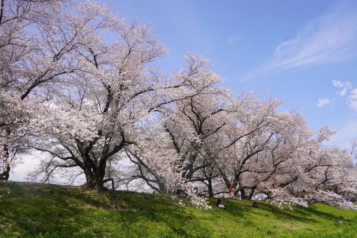 【京都櫻花好去處2025】京都也有櫻花隧道?在背割堤追櫻攻略 16 背割堤