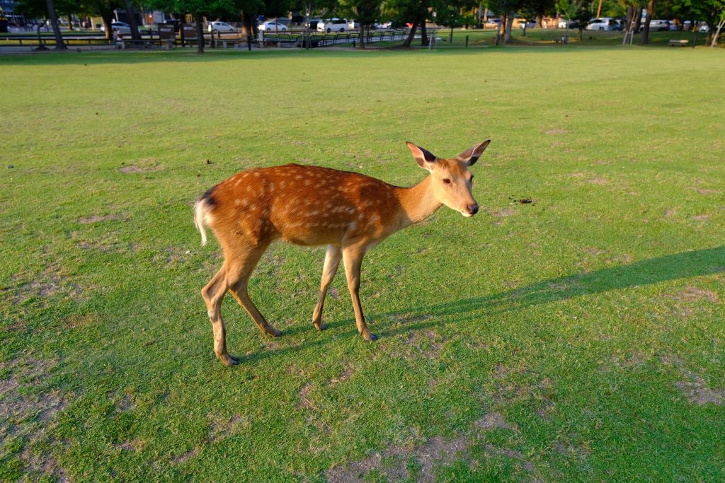 奈良公園
