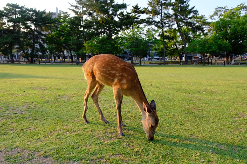奈良公園