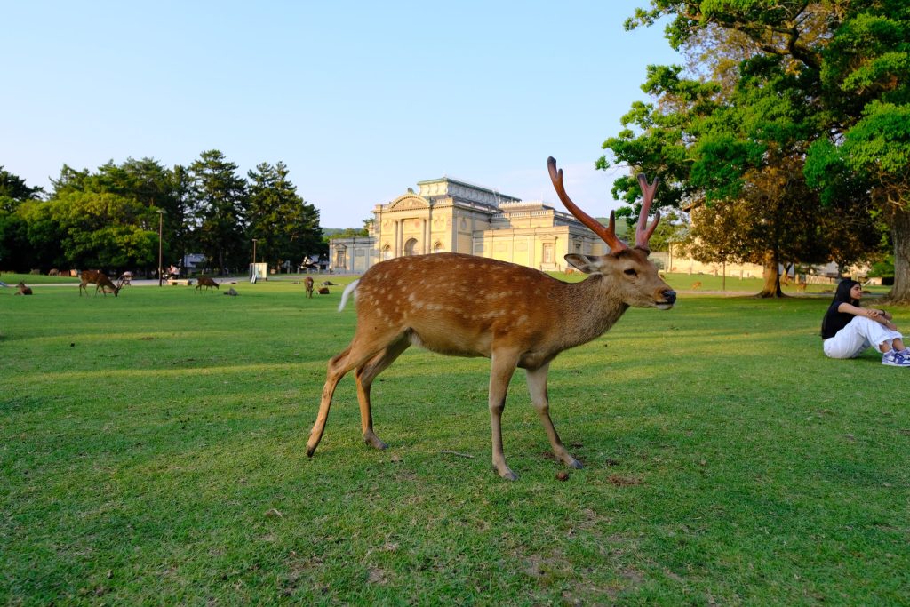 奈良公園