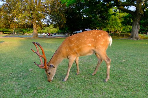 奈良公園