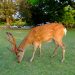奈良公園