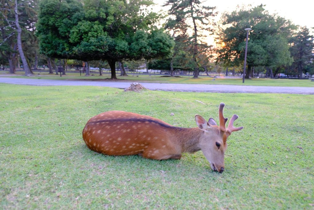 奈良公園