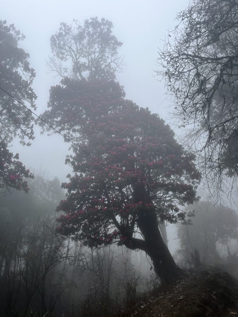 尼泊爾