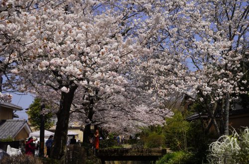 日本櫻花