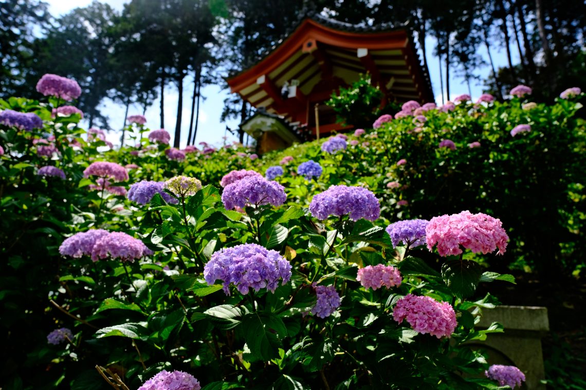 三室戶寺