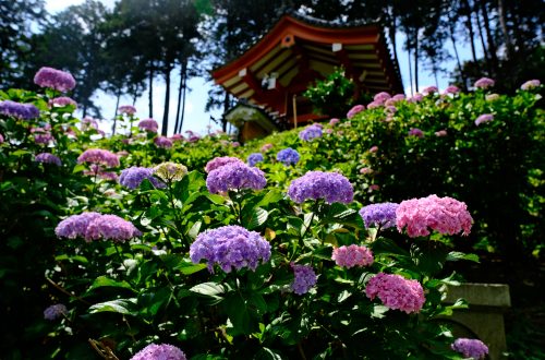 三室戶寺
