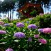 三室戶寺