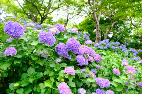 繡球花