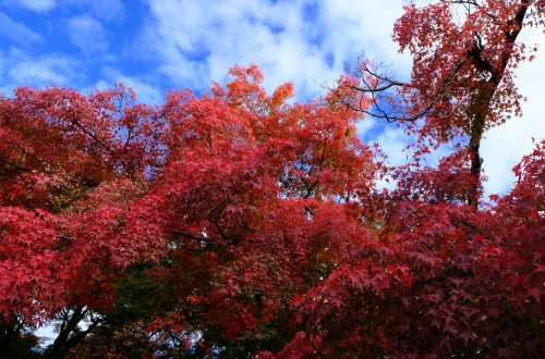 紅葉