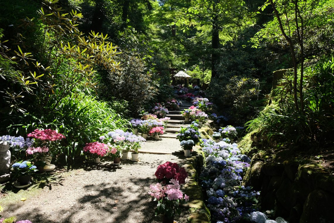 岡寺